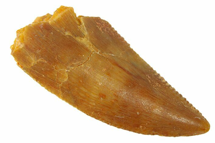 Serrated, Raptor Tooth - Real Dinosaur Tooth #294598